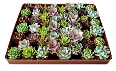 3" Echeveria Assortment 